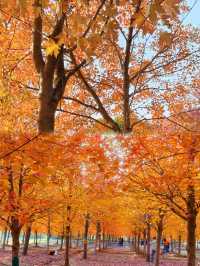 0元get秋日電影感上海金山楓葉島美到犯規