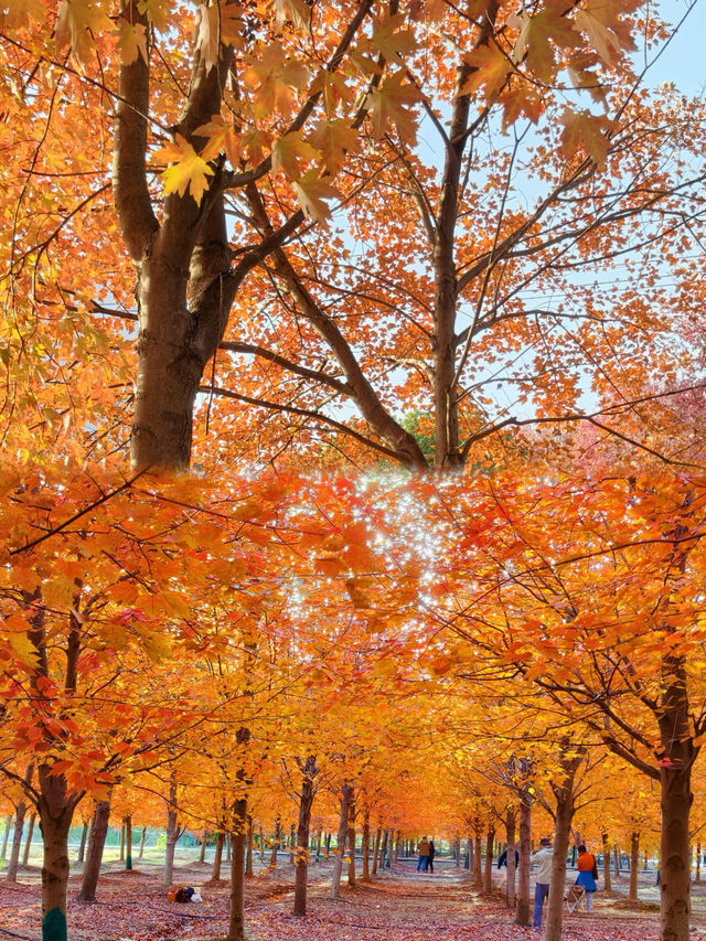 0元get秋日電影感上海金山楓葉島美到犯規