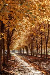 上海秋日私藏3 個小眾賞秋地人少出片不踩雷