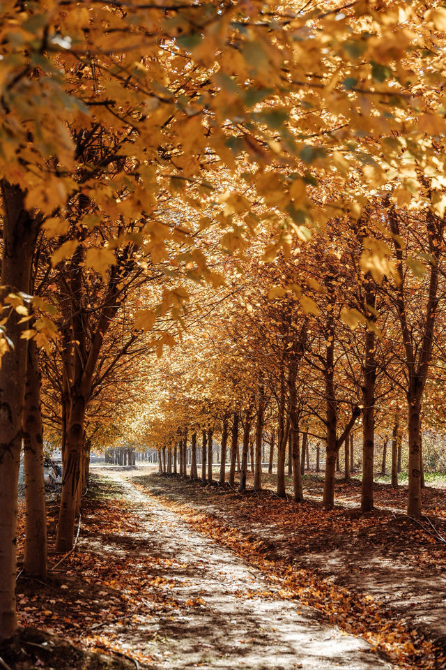 上海秋日私藏3 個小眾賞秋地人少出片不踩雷 上海秋日私藏3 個小眾賞秋地人少出片不踩雷