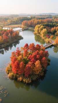 魔都最野的秋日秘境楓葉紅透時草莓正蓄力|金山廊下郊野公園