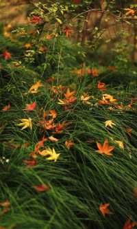 12.3上海超絕!延中綠地楓葉銀杏