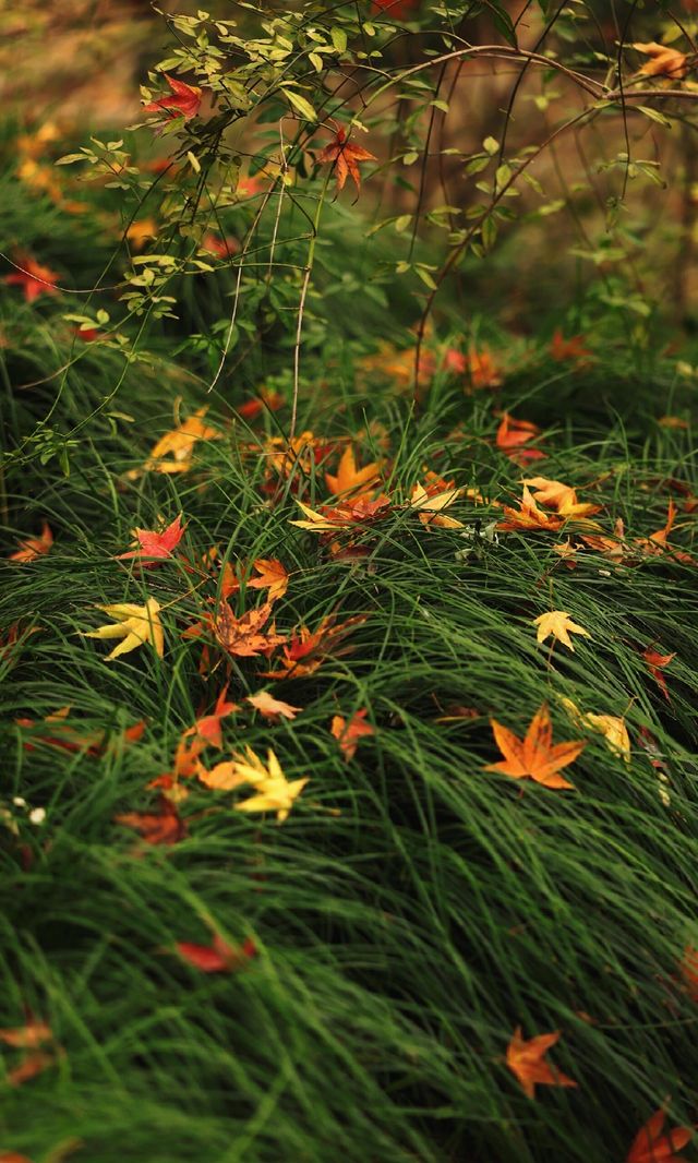 12.3上海超絕!延中綠地楓葉銀杏 12.3上海超絕!延中綠地楓葉銀杏