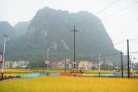 陽春山水畫廊：稻浪翻湧的金色詩篇