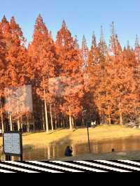 秋日黃海森林絕美打卡