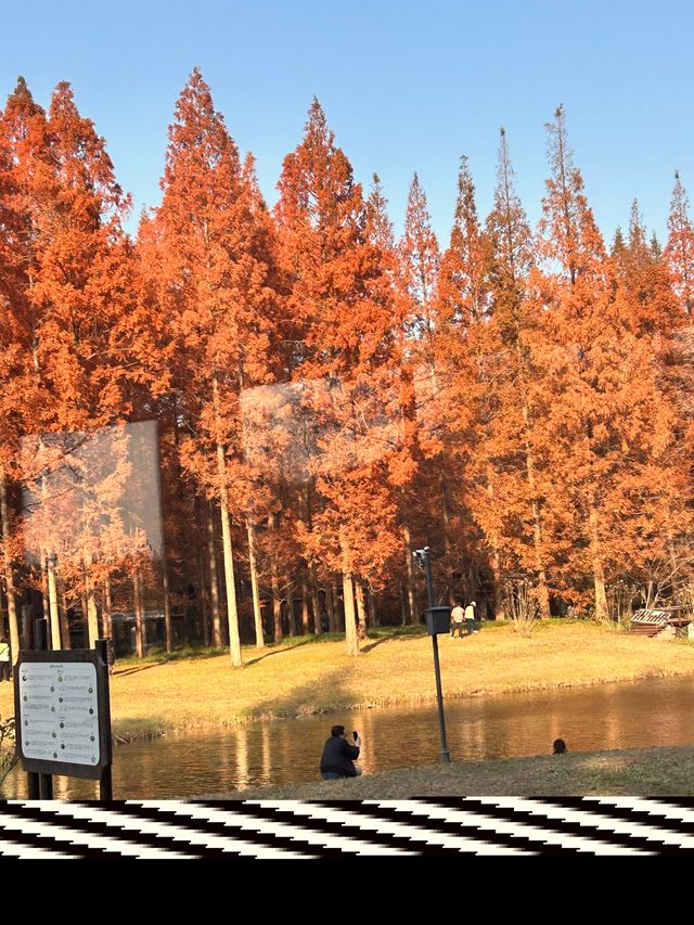 秋日黃海森林絕美打卡 秋日黃海森林絕美打卡