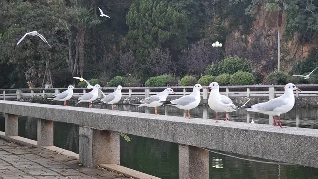 昆明小眾觀鷗地|磊樓的滇池治癒時刻 昆明小眾觀鷗地|磊樓的滇池治癒時刻