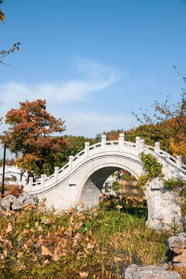 亭林公園楓葉紅透啦