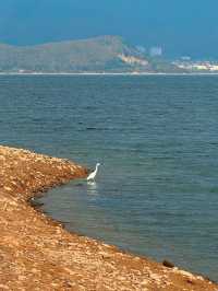 12月8日四明湖紅杉林紅度100%最佳觀賞期！