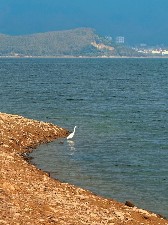 12月8日四明湖紅杉林紅度100%最佳觀賞期！