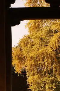 🪾千年銀杏，恰逢濮院橙黃橘綠時