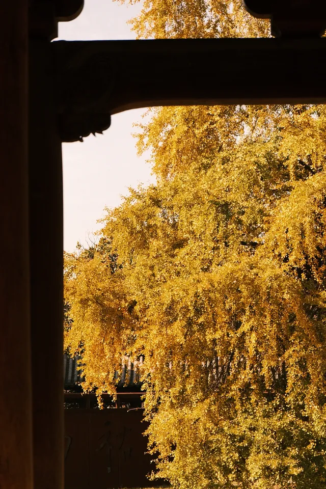 🪾千年銀杏，恰逢濮院橙黃橘綠時