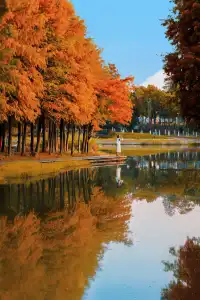 接下來的武漢，一定別錯過處絕美紅杉林