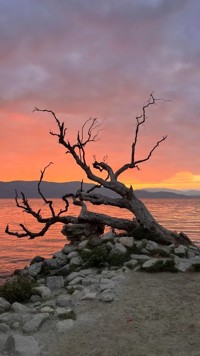 大理紅杉和觀海鷗精華路線！看這篇