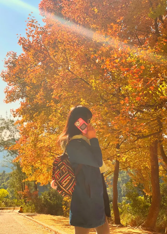 大棠楓香林.你沒看錯.這是香港的楓葉林喔 大棠楓香林.你沒看錯.這是香港的楓葉林喔