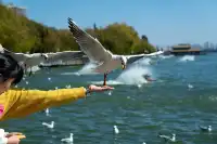 如果冬天只想去一個城市,那就是昆明