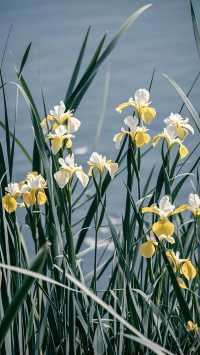 花海寫真打卡地