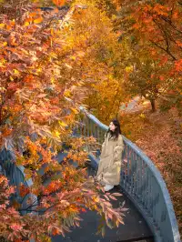 被問瘋的上海楓葉旋梯錯過真的等一年…