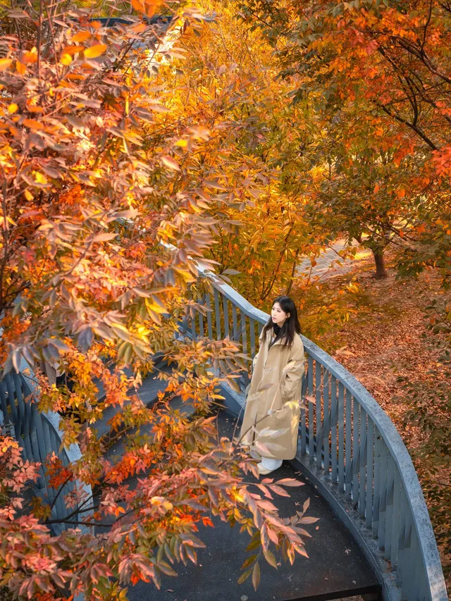 被問瘋的上海楓葉旋梯錯過真的等一年… 被問瘋的上海楓葉旋梯錯過真的等一年…