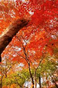 上海魯迅公園｜秋日限定！紅葉與暖陽的絕美約會地