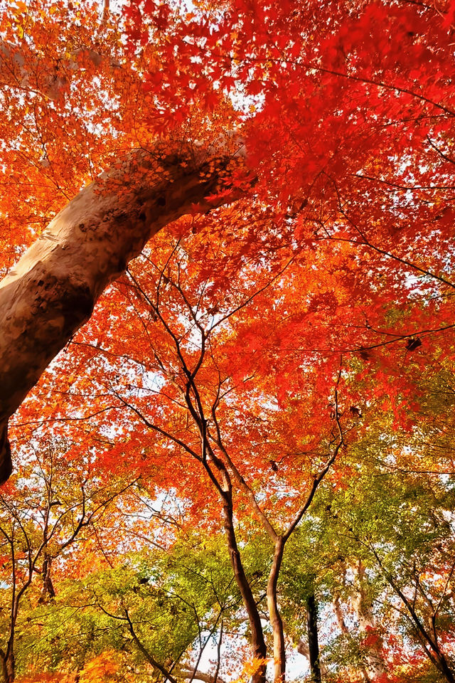 上海魯迅公園｜秋日限定！紅葉與暖陽的絕美約會地