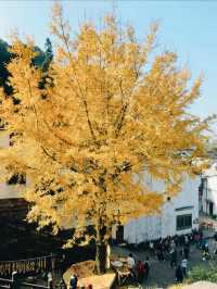 黃山遛娃!齊雲山2-3h輕鬆遊,索道直達不費媽還出片