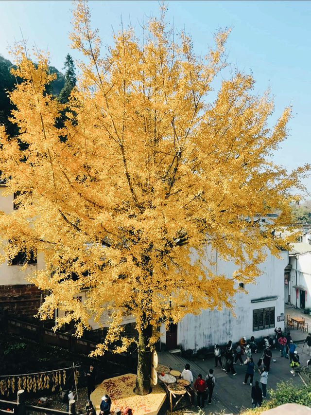 黃山遛娃!齊雲山2-3h輕鬆遊,索道直達不費媽還出片 黃山遛娃!齊雲山2-3h輕鬆遊,索道直達不費媽還出片