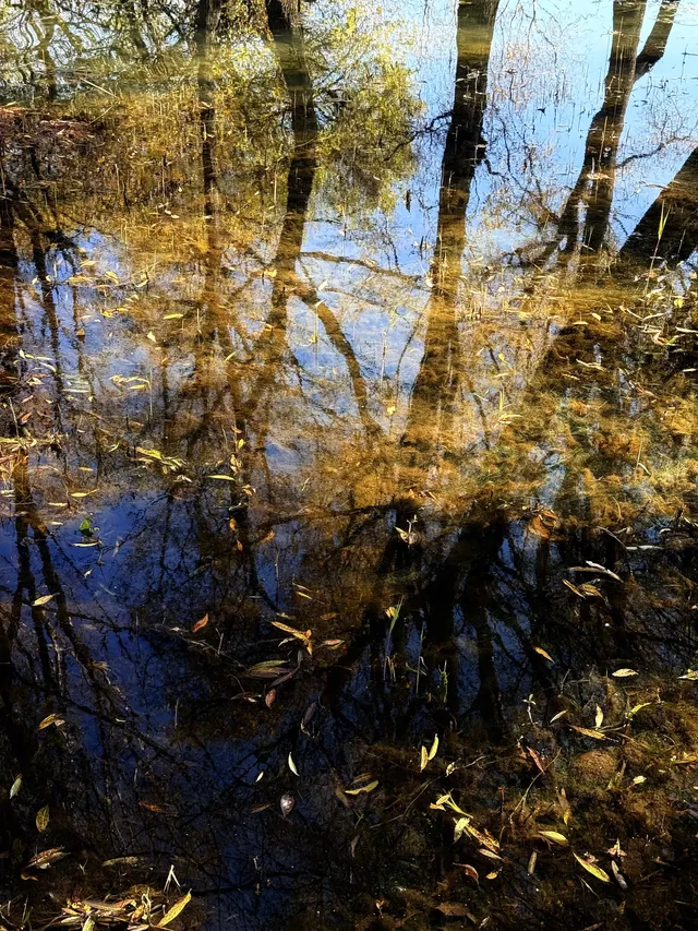 12月洱海!闖入現實版《小森林》紅杉秘境! 12月洱海!闖入現實版《小森林》紅杉秘境!