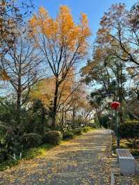 清涼山公園才是金陵賞秋天花板!