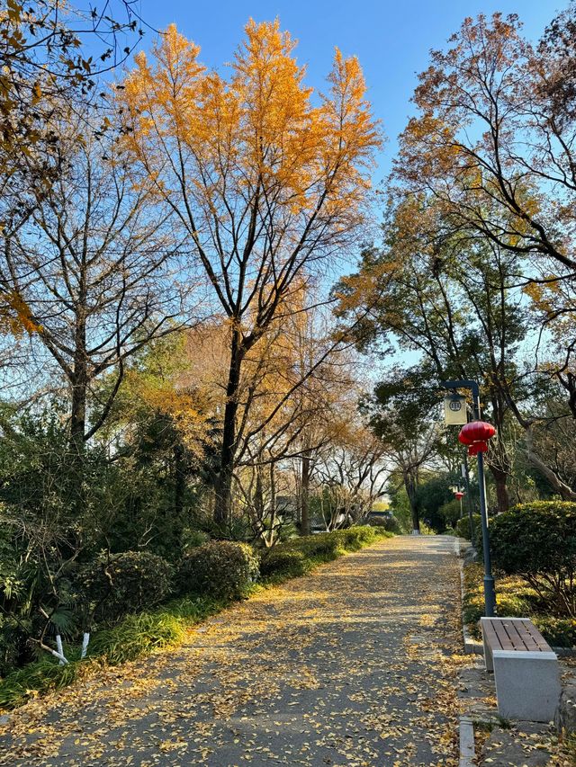 清涼山公園才是金陵賞秋天花板! 清涼山公園才是金陵賞秋天花板!