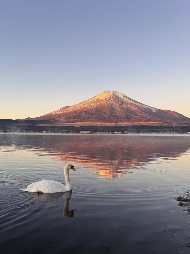 12.7實況live早起會被富士山獎勵粉色日出 12.7實況live早起會被富士山獎勵粉色日出