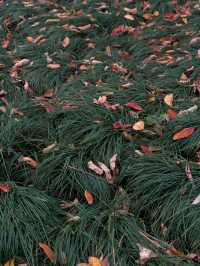 義烏開臣K酒店丨賞繡湖限定紅葉銀杏