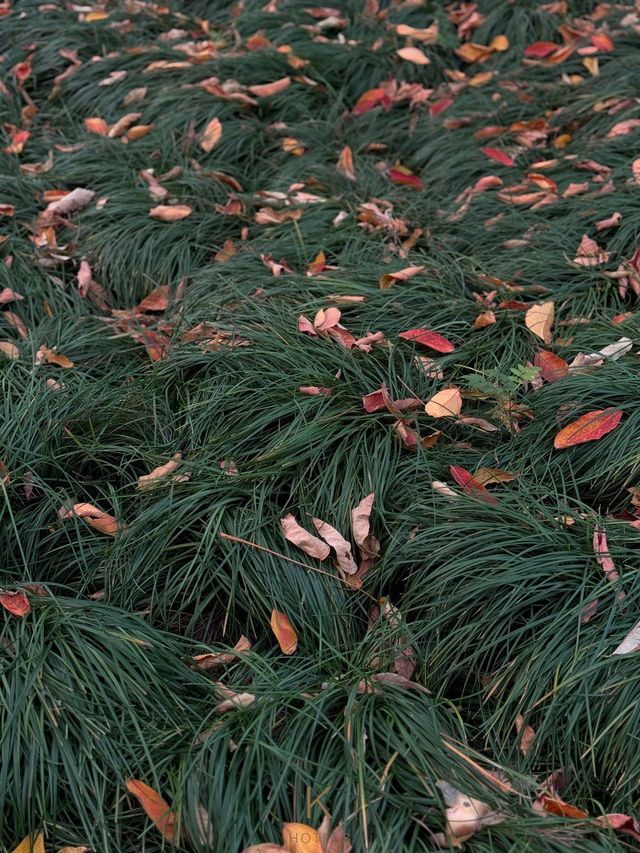 義烏開臣K酒店丨賞繡湖限定紅葉銀杏