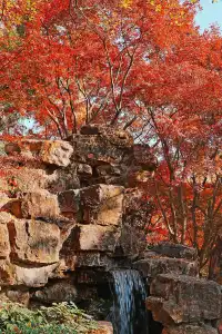 被驚艷到了!不用出滬也能欣賞到紅楓美景!
