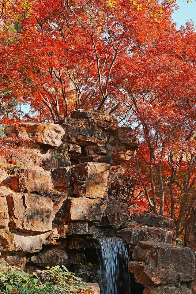 被驚艷到了!不用出滬也能欣賞到紅楓美景! 被驚艷到了!不用出滬也能欣賞到紅楓美景!
