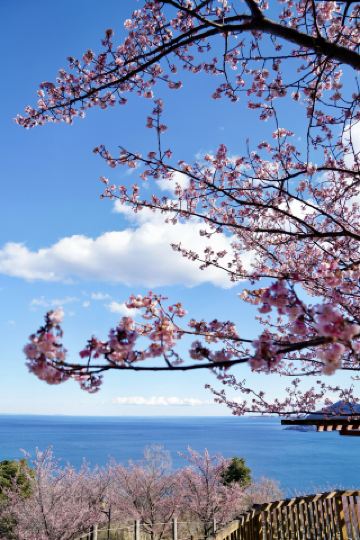 아타미｜바다+벚꽃, 1월 말의 아타미는 정말 무적