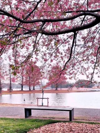 Everyone looks beautiful standing under the cherry blossom trees! Chenshan Botanical Garden Cherry Blossom Photo Guide