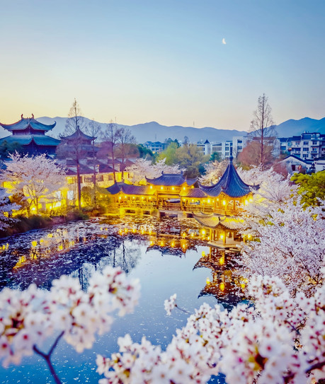 Legendary! The Blue Hour Cherry Blossom Night at Liangzhu Mengxi