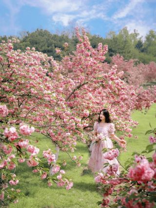 Chaoyang Park's late cherry blossoms are booming, want to come see? 