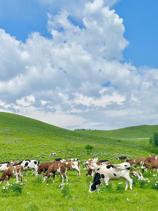 Summer trips to Harbin and nearby places are amazing—your ultimate nanny-level guide, save it fast