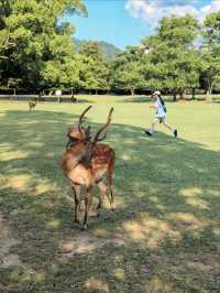 奈良公園一日遊｜小鹿治癒攻略