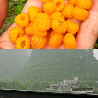 風景餐廳：照片柔和
