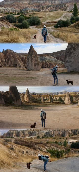 Met an NPC puppy guide while hiking in Rose Valley! Here's the guide!