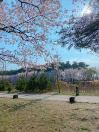 울창한 소나무 숲 속에 벚꽃 팡팡🌳💓