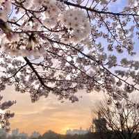 🌸보라매공원 벚꽃터널🌸