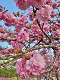 서울 근교, 겹벚꽃 여행지 하남 미사경정공원🌸