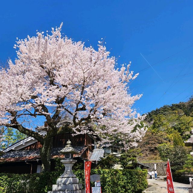 Amazing Spring in Kyoto