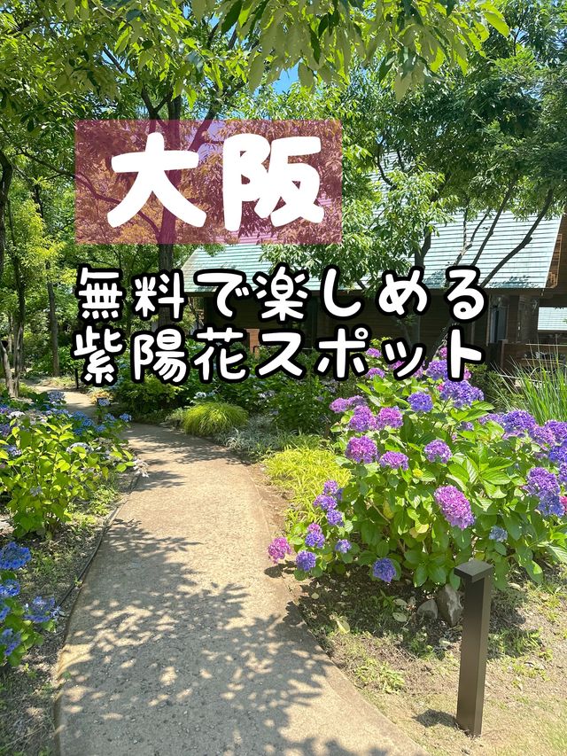 【大阪】無料で楽しめる紫陽花スポット〜舞洲ロッジ〜