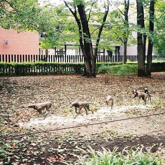 Ueno park , Tokyo