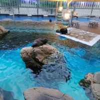 海の生き物ってどうやって眠るの？　夜の京都水族館